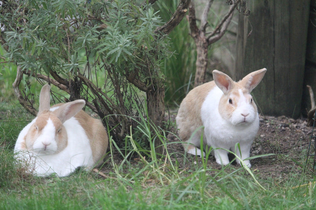Bunnie The Bunny, Bunnie and Bugsy - 2 book set
